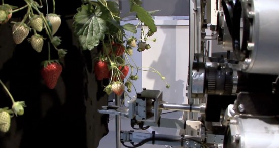 Клубника Клубника