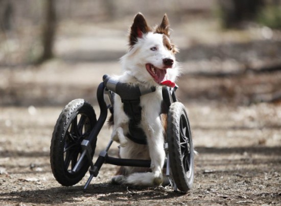 dog-wheels-2