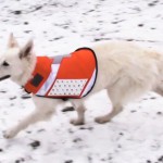 Messenger Dog: как отправить сообщение из самой сложной ситуации