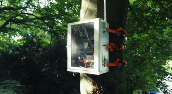 Говорящее дерево