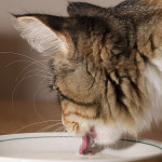 Секрет лакания кошек раскрыт!