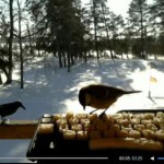 Птицы «щебечут» в Twitter