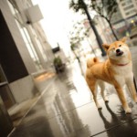 В кадре четвероногий друг