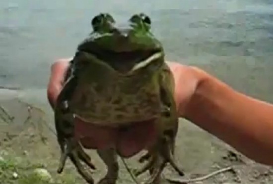 Жаба Вейдера