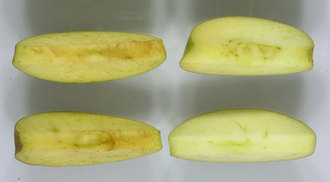 Генетически модифицированные яблоки, которые не гниют