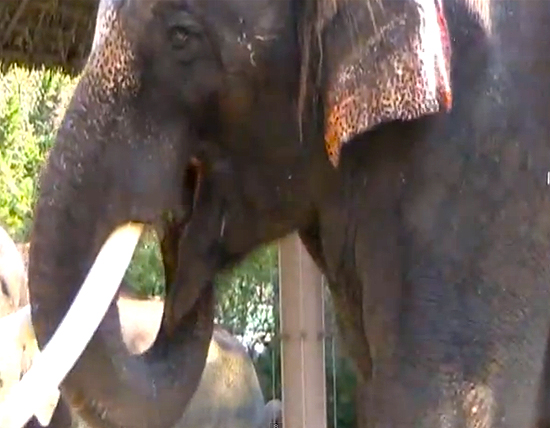 В Южной Корее есть говорящий слон