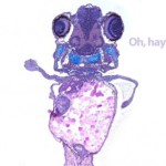 Ученые создают рыбу с лапами