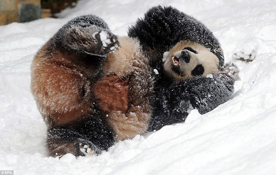 Состав крови панды более сильнодействующий, чем современные антибиотики