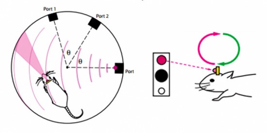 Ученые дают мышам возможность «ощущать» инфракрасный свет  