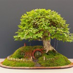 A-Baggins-Bonsai-3