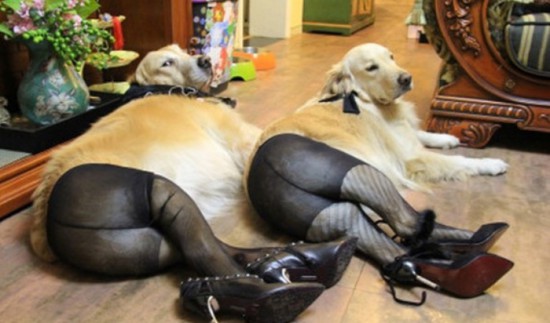 Dogs-Wearing-Pantyhose