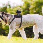 Камера Sony HD Cam как очки Google Glass, но для собак