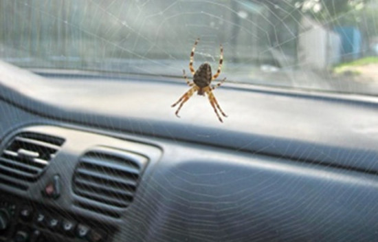 spider-in-car