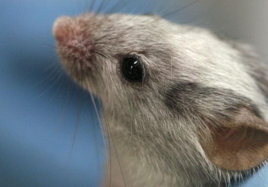 lab-mouse
