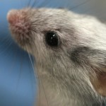 Ученые впервые провели регенерацию органа у живой мыши 